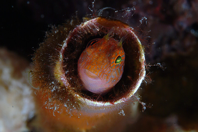 Blennidi